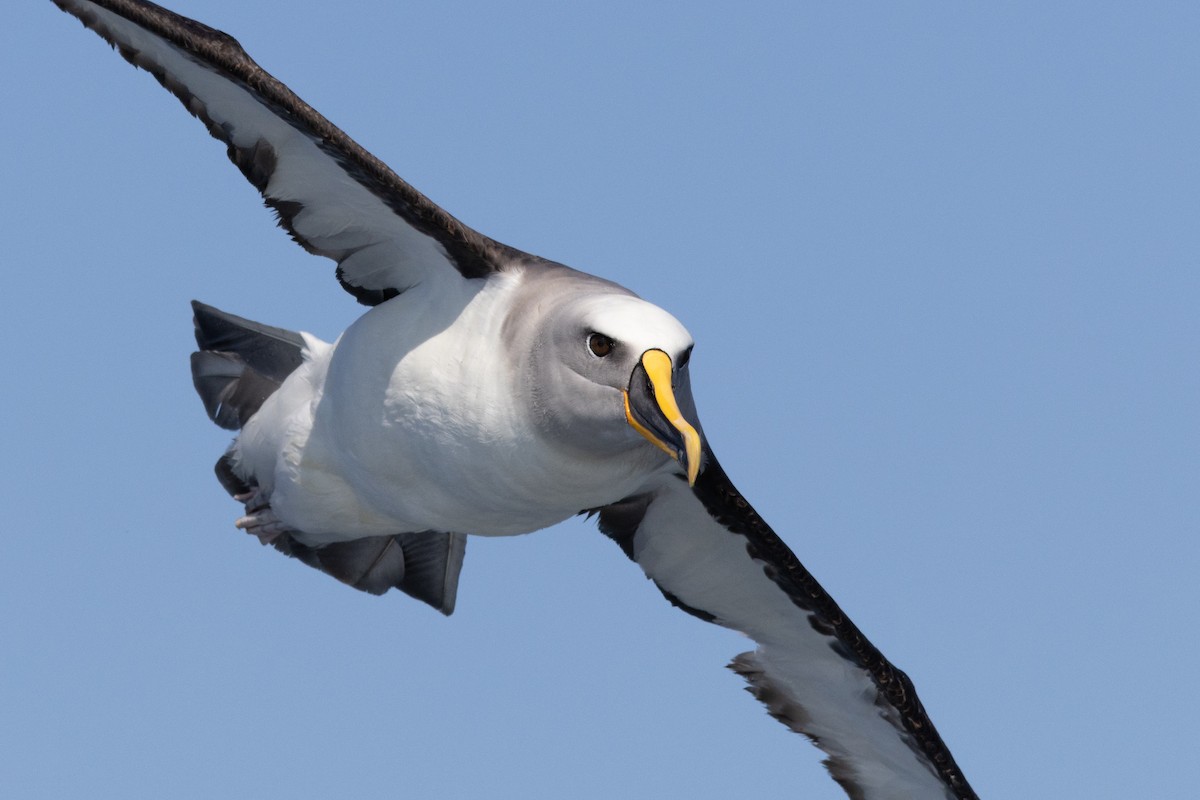 Albatros de Buller - ML623704475