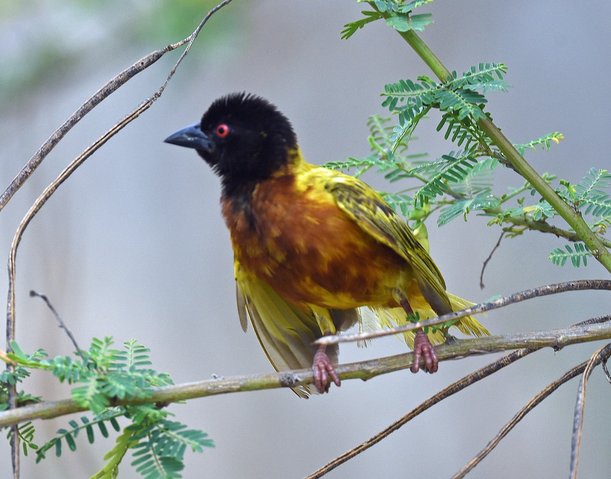 Golden-backed Weaver - Barbara Strobino