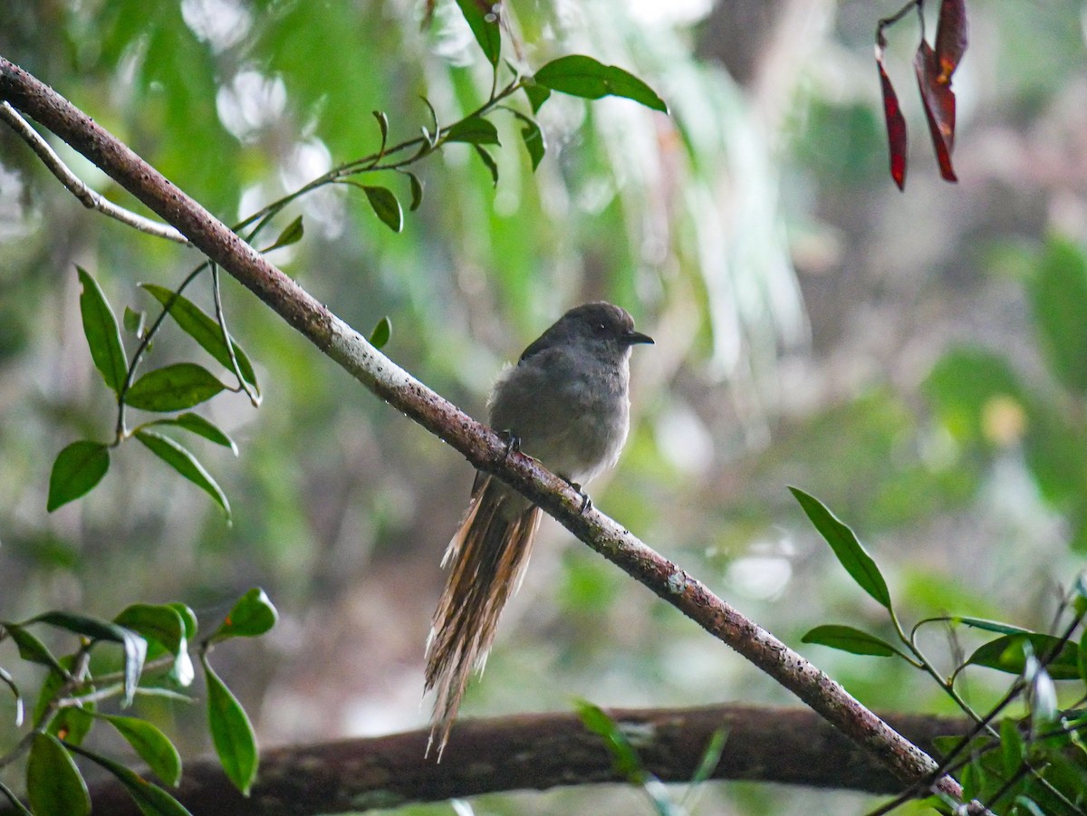 Long-tailed Sibia - ML623704504