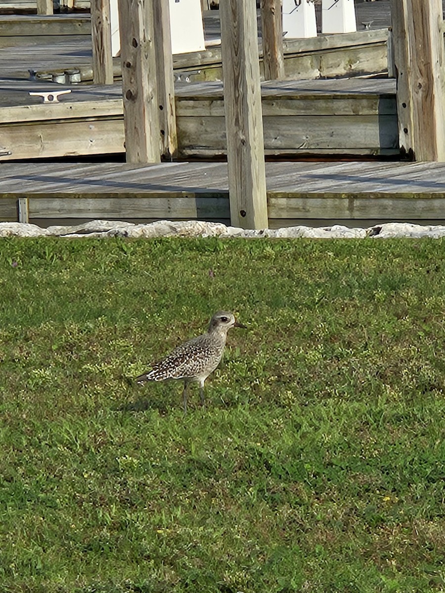 Black-bellied Plover - ML623704512