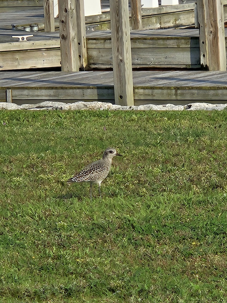 Black-bellied Plover - ML623704515