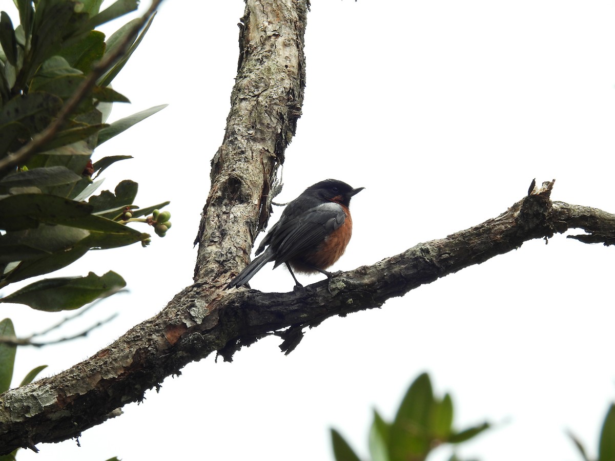 Black-throated Flowerpiercer - ML623704530