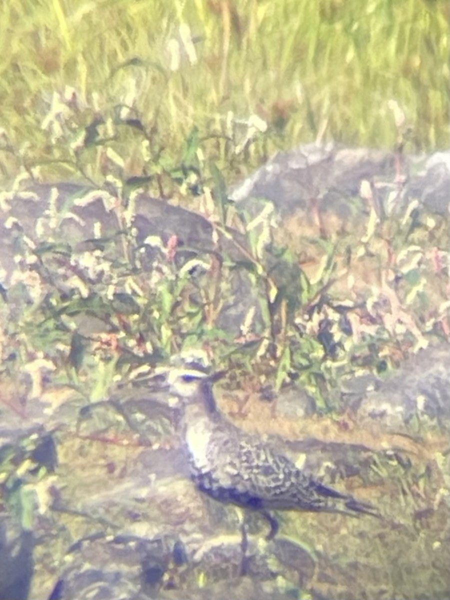 American Golden-Plover - ML623704533