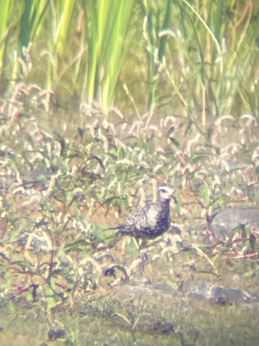 American Golden-Plover - ML623704534