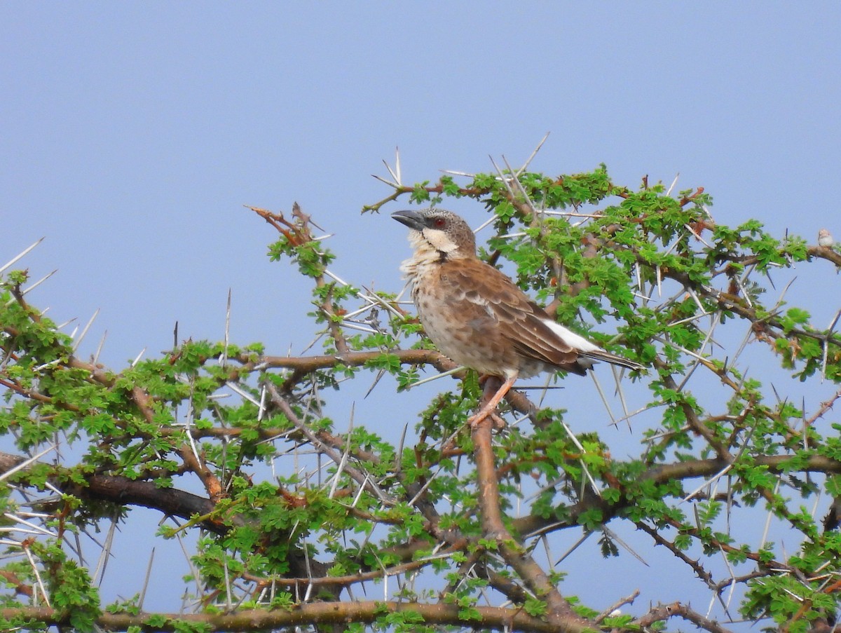 Donaldson Smith's Sparrow-Weaver - ML623704571