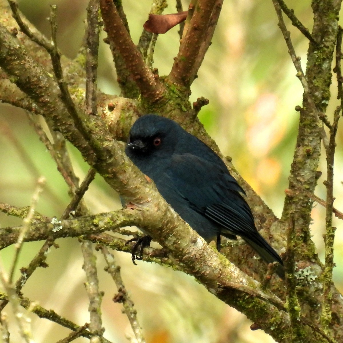 Bluish Flowerpiercer - ML623704575