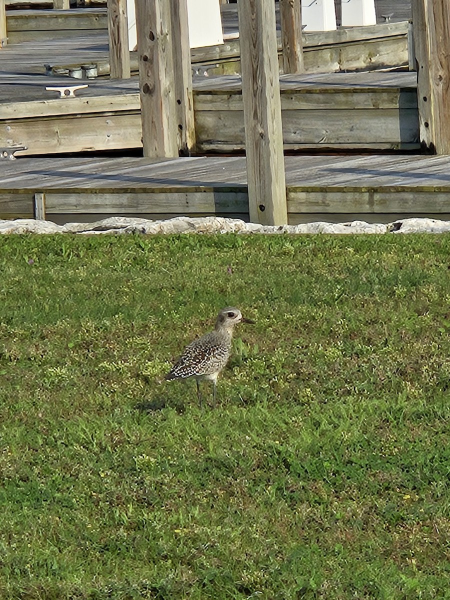 Black-bellied Plover - ML623704578