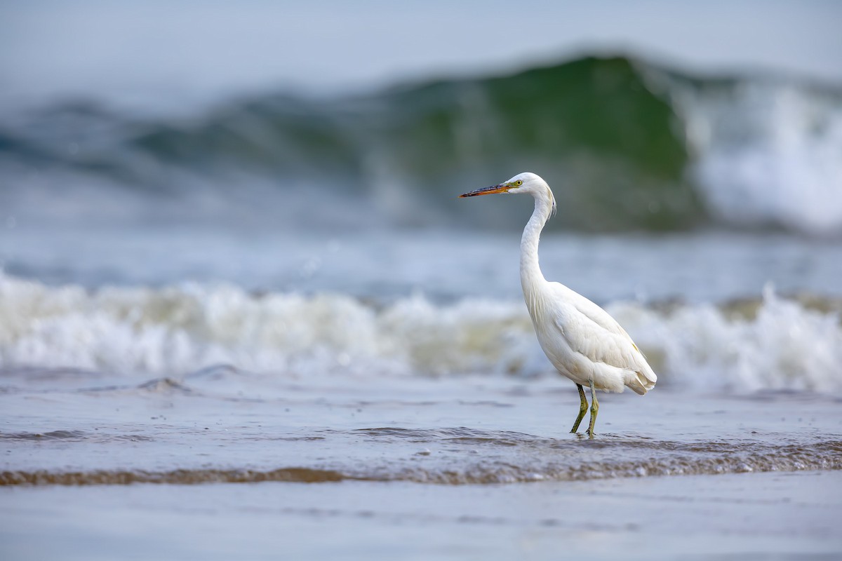 Aigrette de Chine - ML623704586