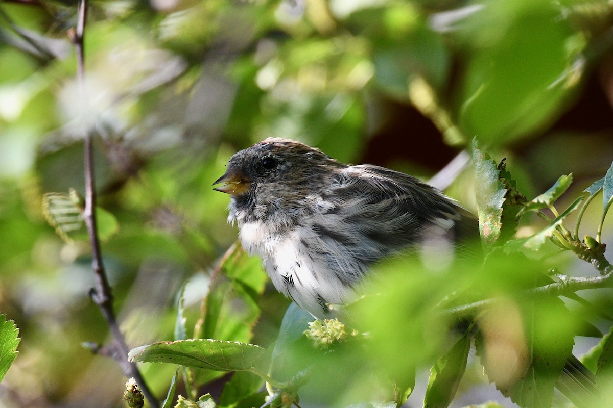 Common Redpoll - ML623704592