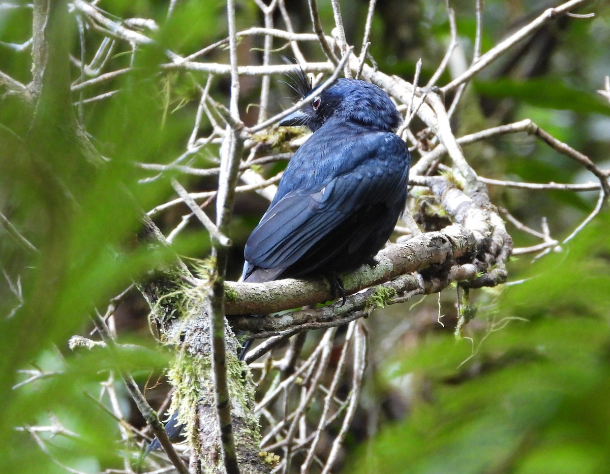 Drongo Malgache (forficatus) - ML623704600