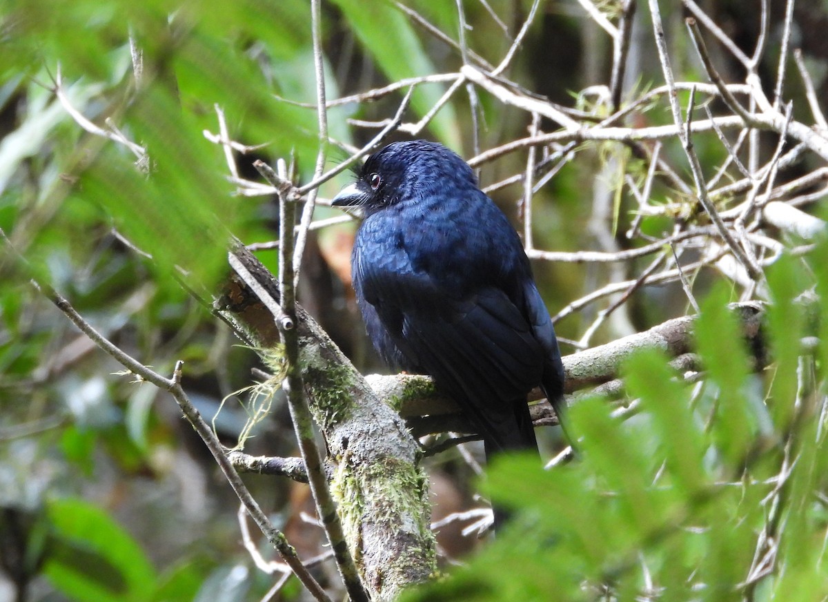 Drongo Malgache (forficatus) - ML623704601