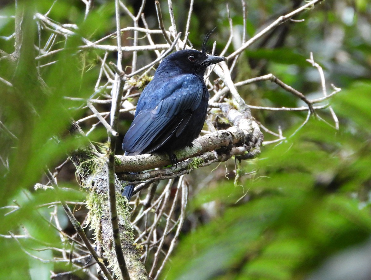 Drongo Malgache (forficatus) - ML623704602