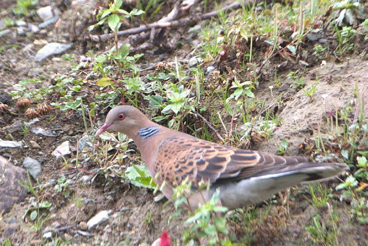 Oriental Turtle-Dove - ML623704603