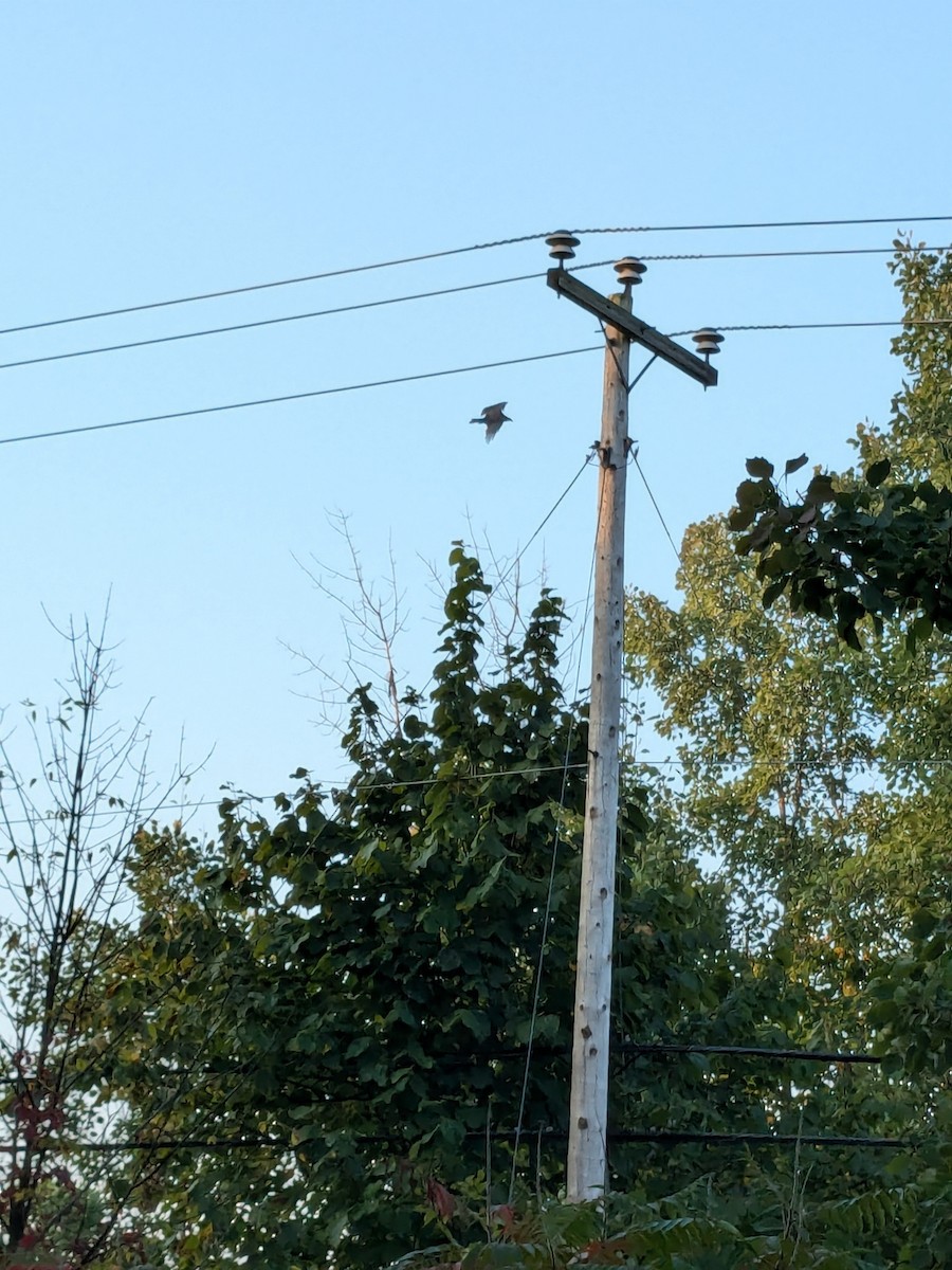 Turkey Vulture - ML623704640