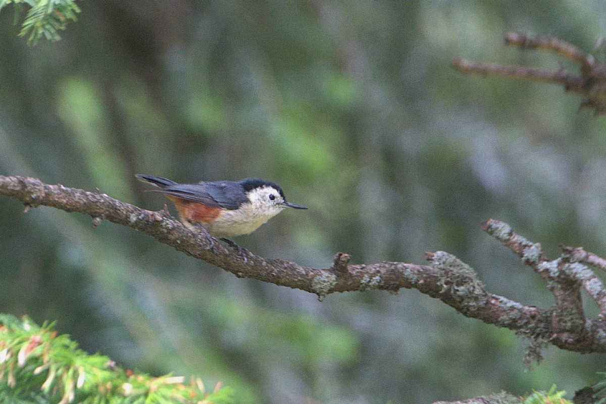 White-cheeked Nuthatch - ML623704650