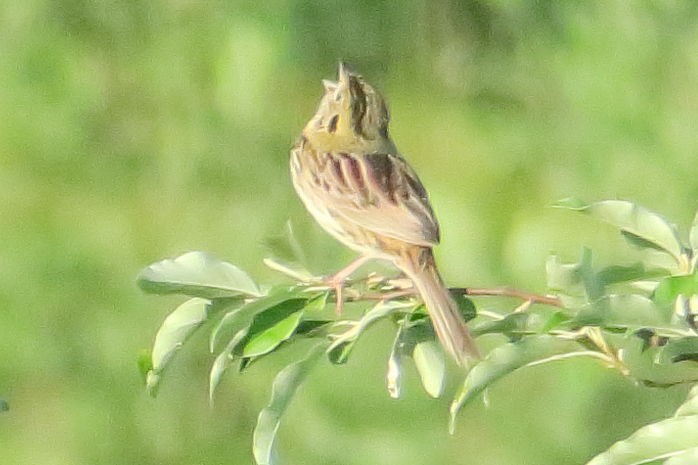 Henslow's Sparrow - ML623704659