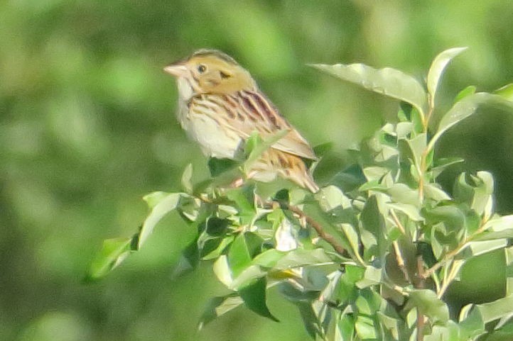 Henslow's Sparrow - Gail Johnson