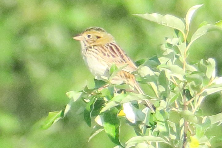 Henslow's Sparrow - ML623704661