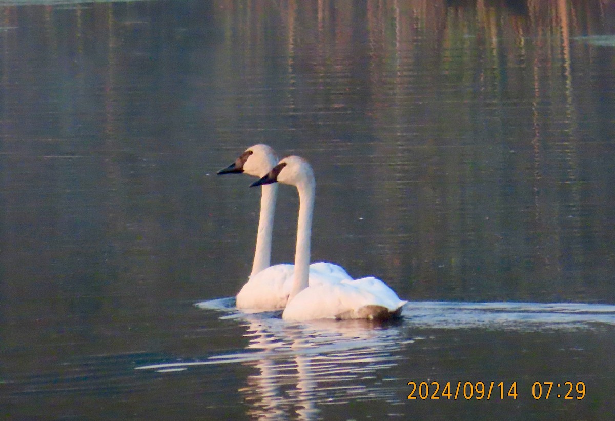 Trumpeter Swan - ML623704662