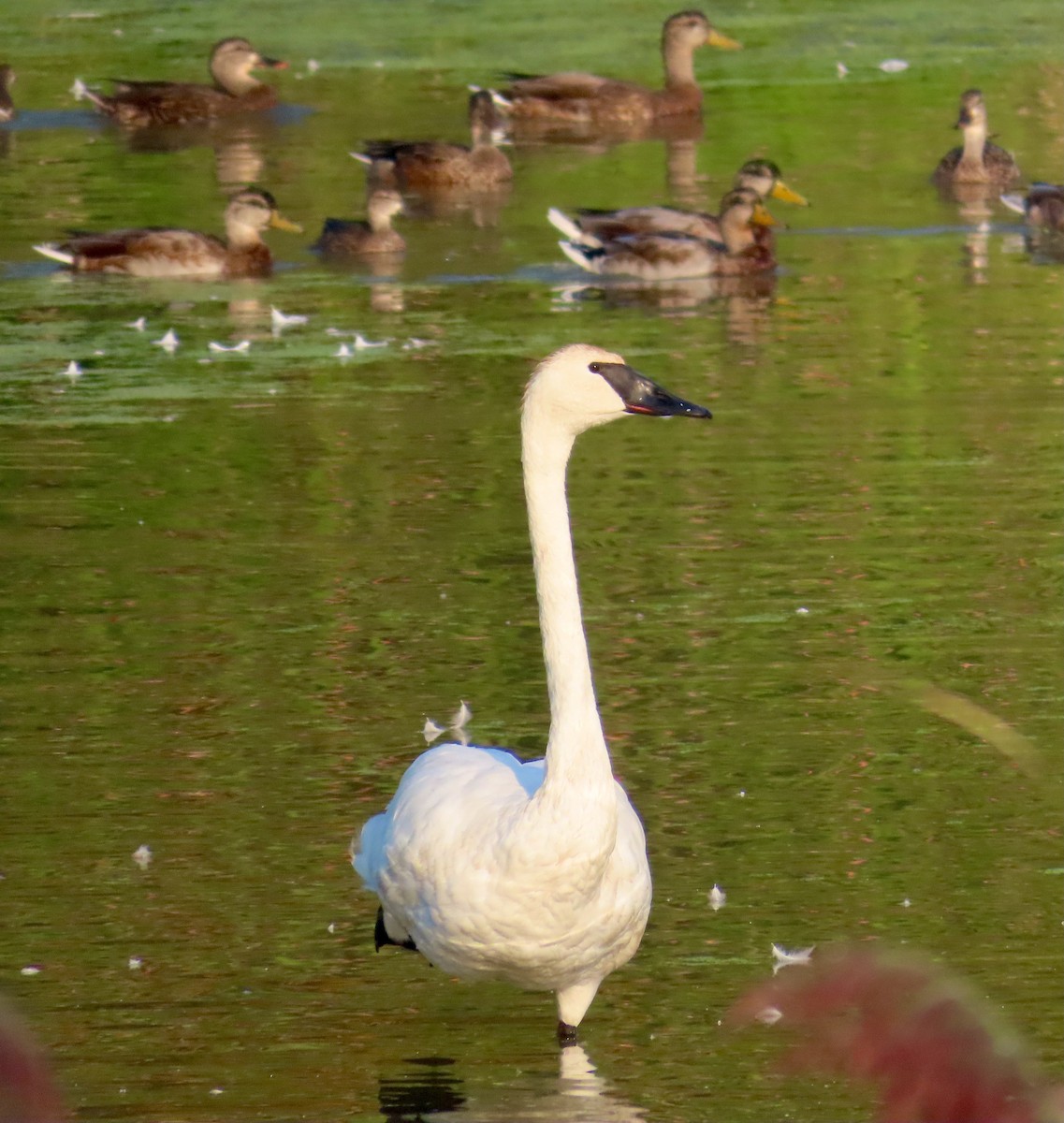 Trumpeter Swan - ML623704664