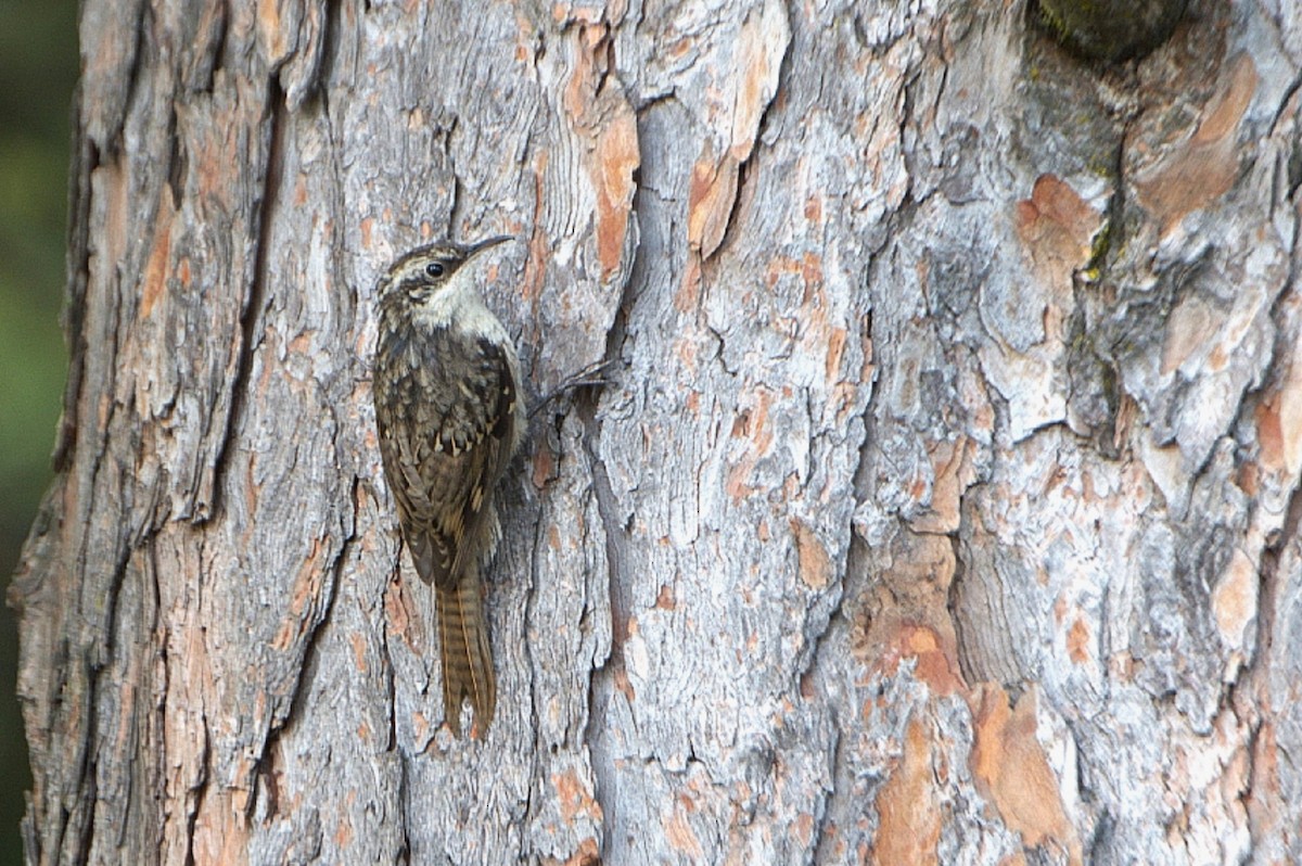 Bar-tailed Treecreeper - ML623704665