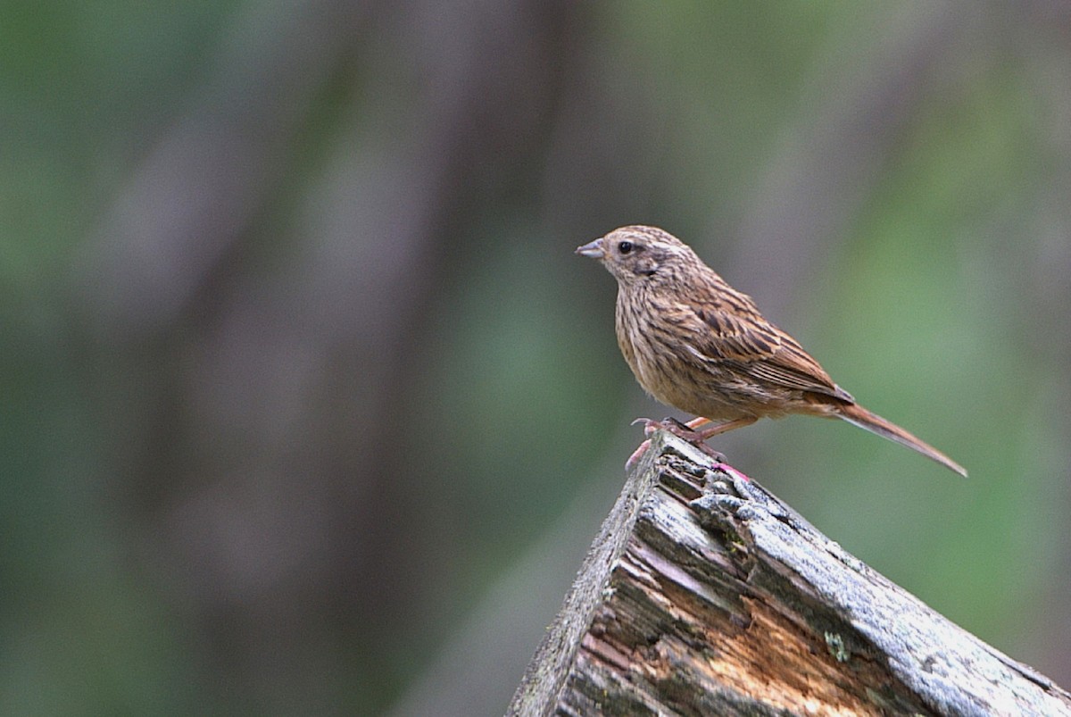 Dark-sided Flycatcher - ML623704684