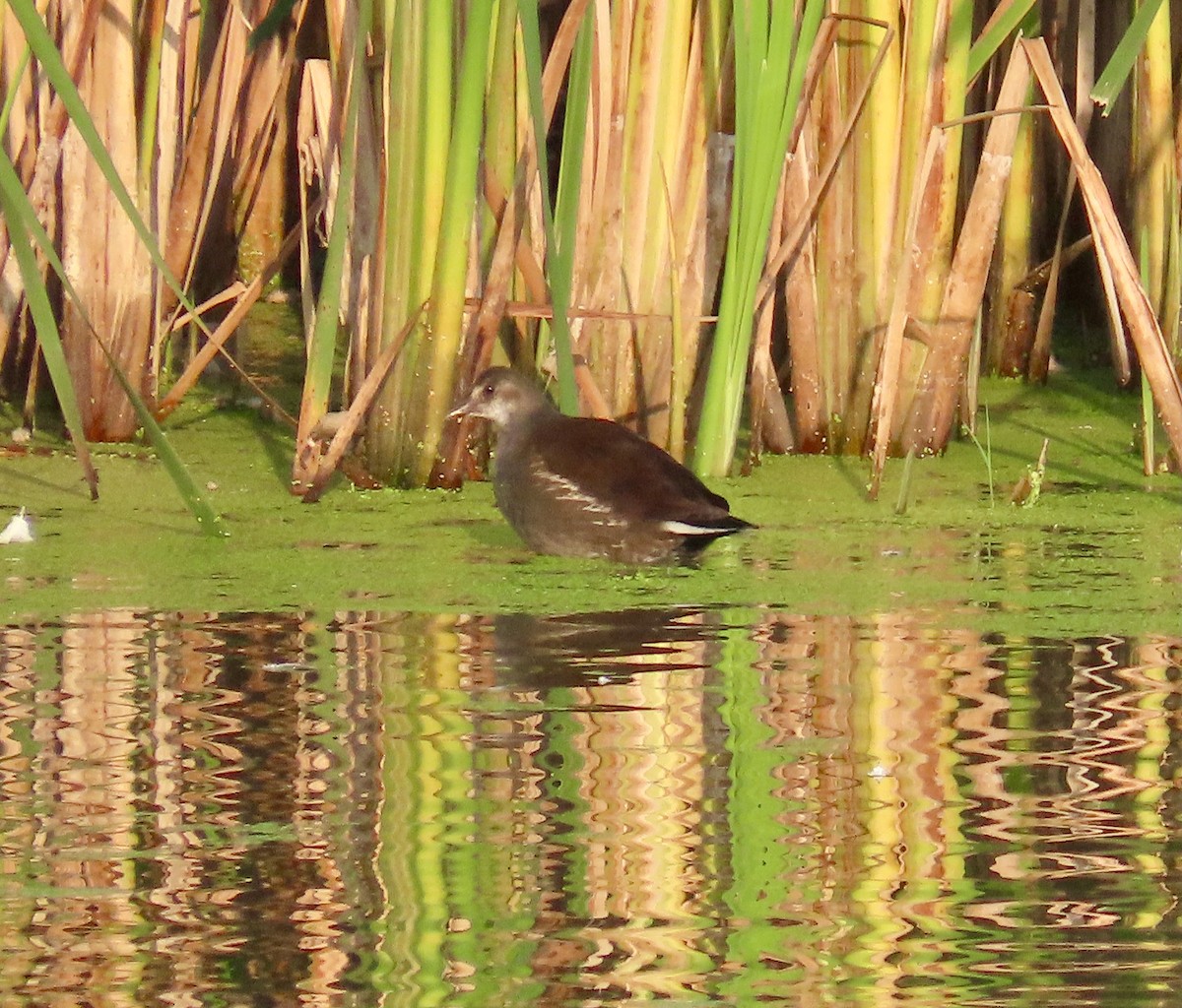 Common Gallinule - ML623704687