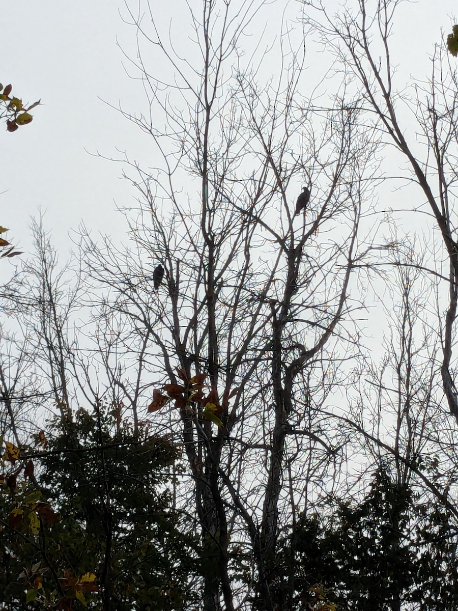 Turkey Vulture - ML623704688