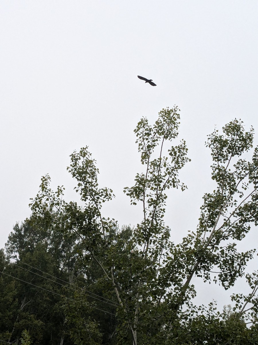 American Crow - ML623704705