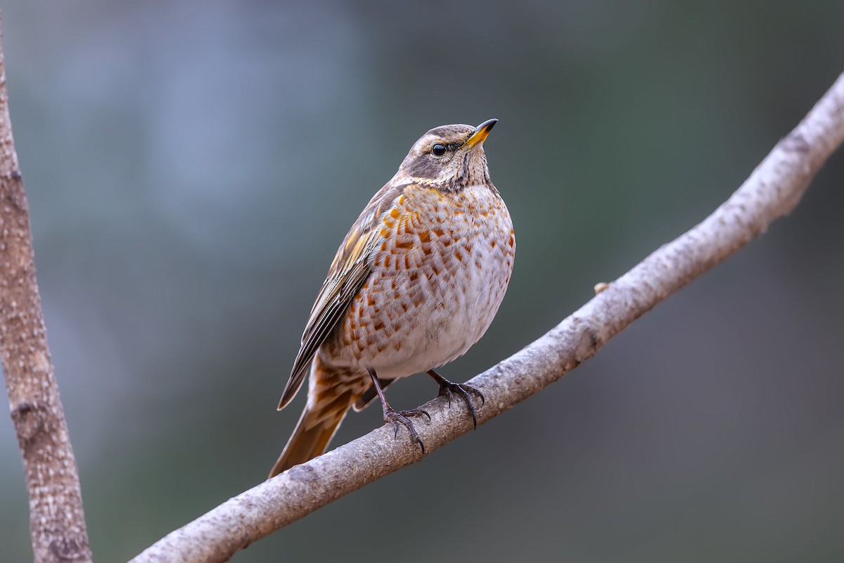 Naumann's Thrush - ML623704734