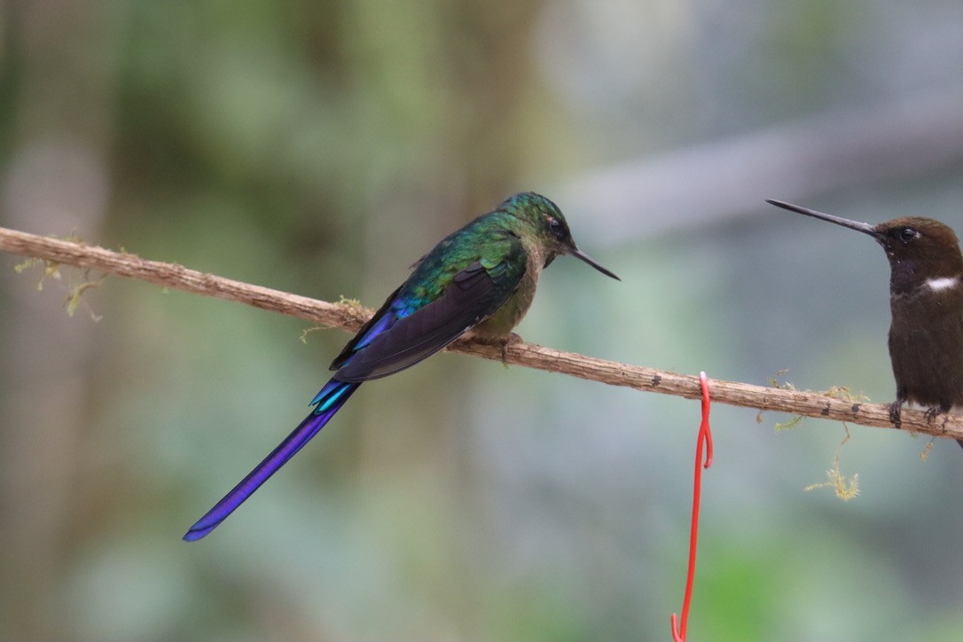 Violet-tailed Sylph - ML623704759