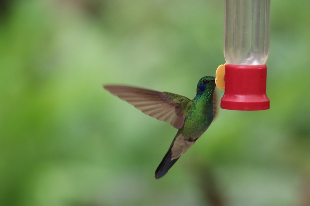 eBird Checklist - 8 Aug 2024 - The Birdwatcher's House - Santa Rosa ...