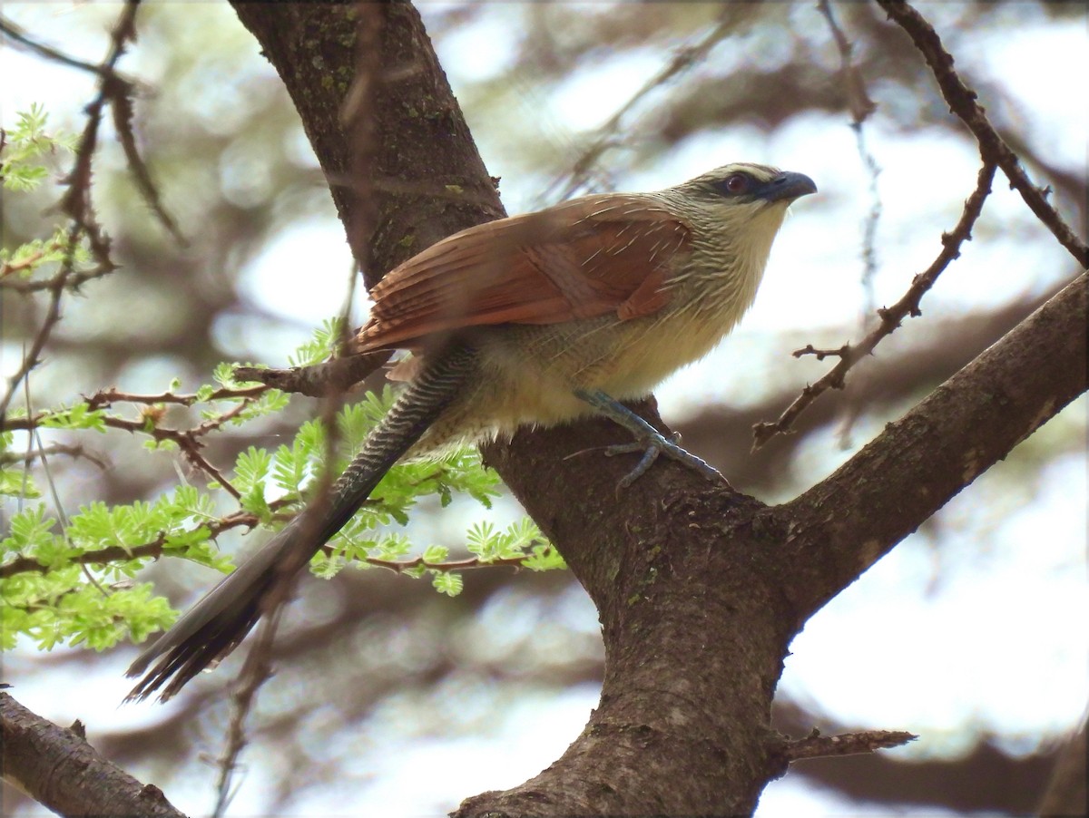 White-browed Coucal - ML623704776