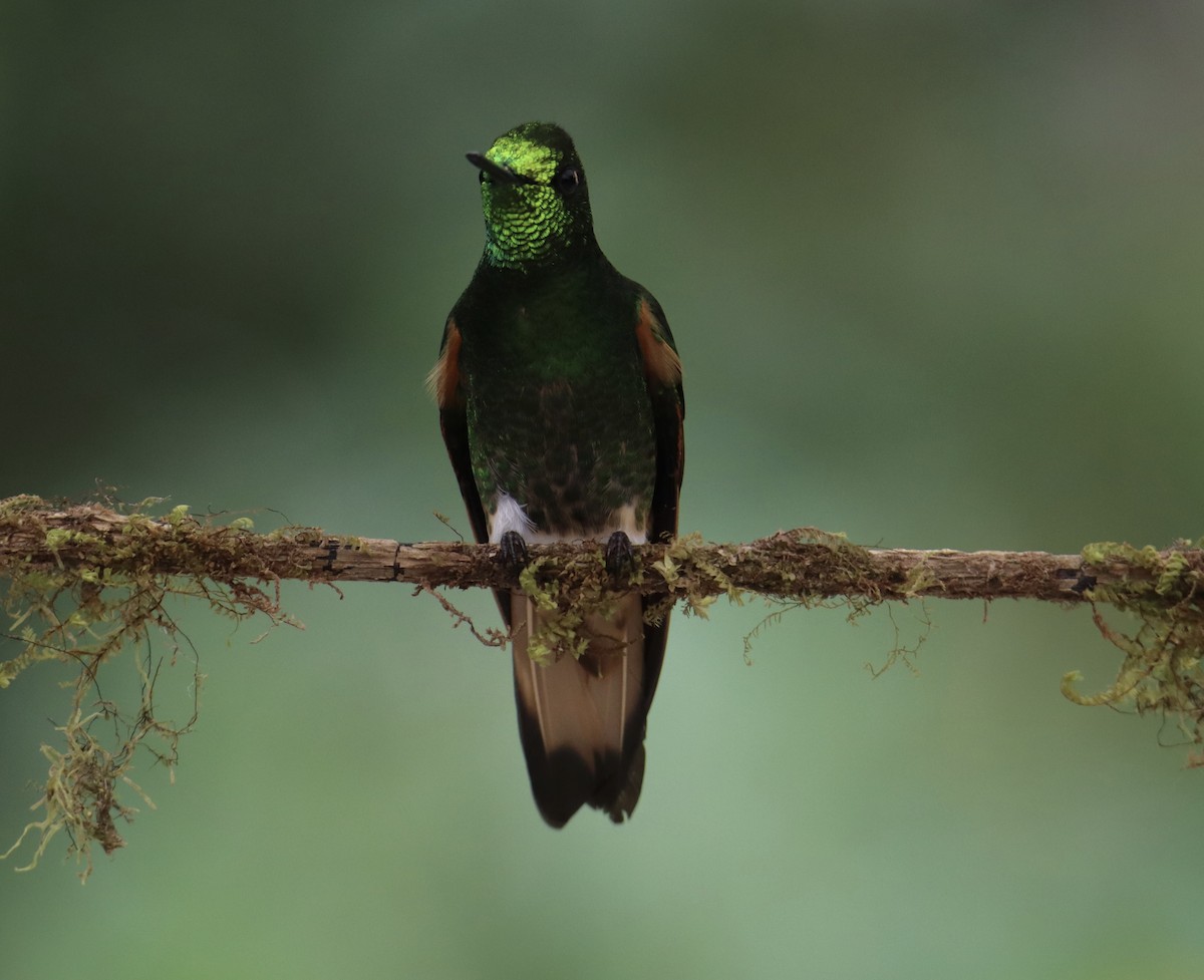 Buff-tailed Coronet - Russell Hillsley