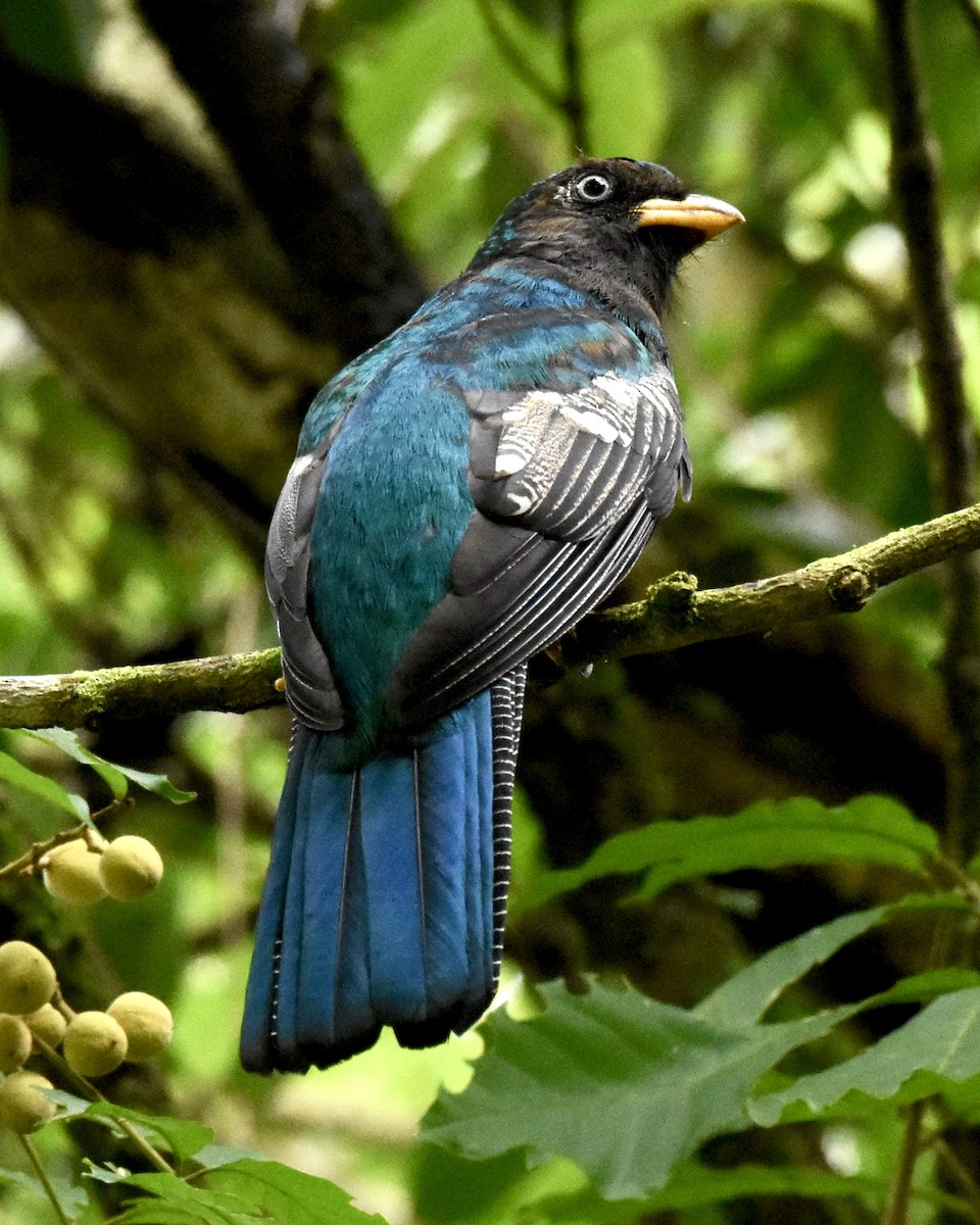 Lattice-tailed Trogon - ML623704792