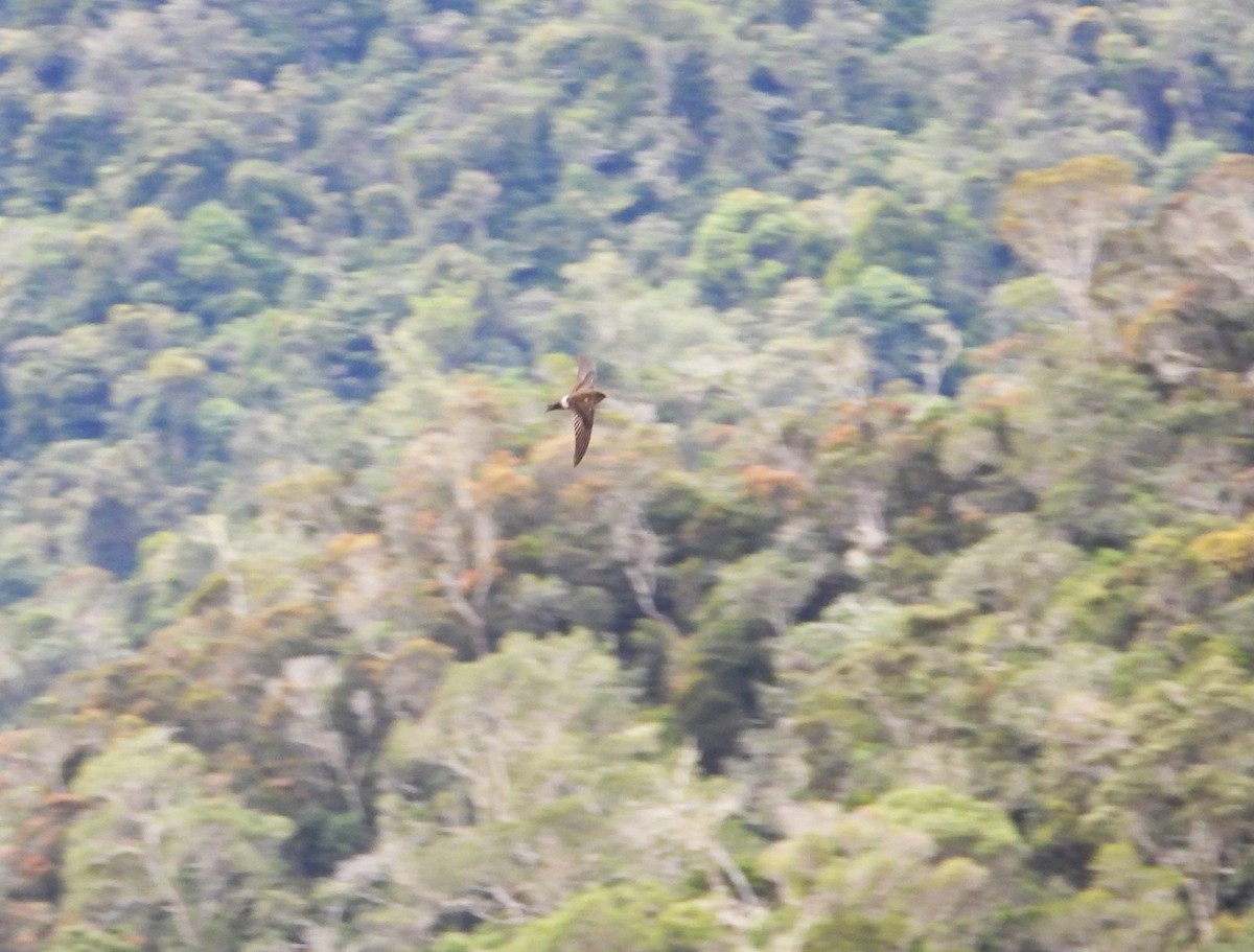 rorýs madagaskarský - ML623704852