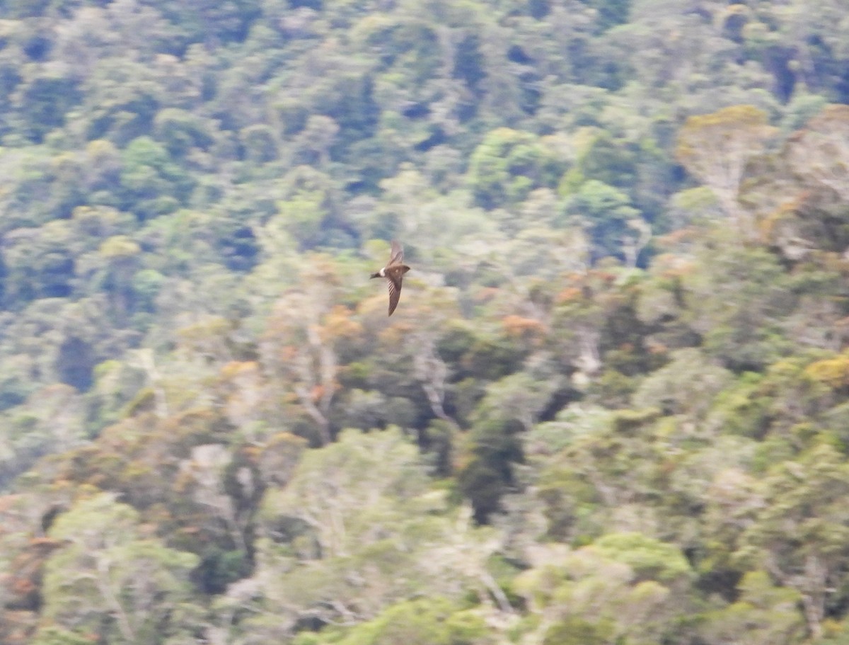 Madagascar Spinetail - ML623704852