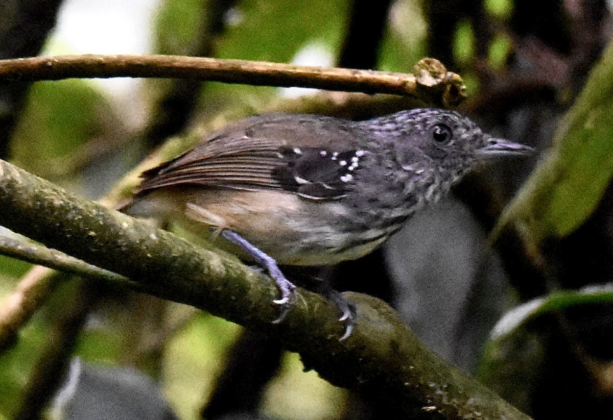 Streak-crowned Antvireo - ML623704859