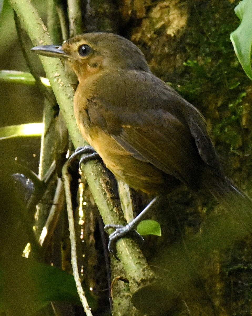 Hormiguero Tirano - ML623704870