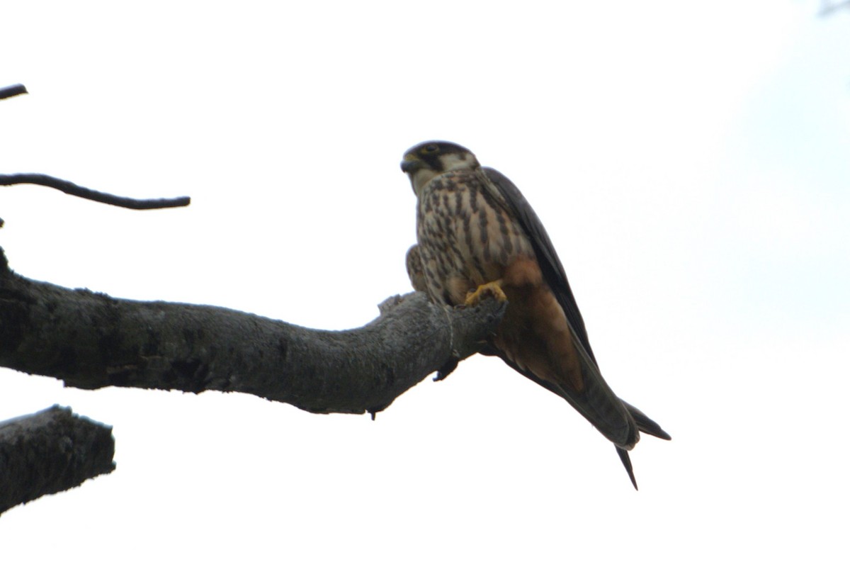 Eurasian Hobby - ML623704872