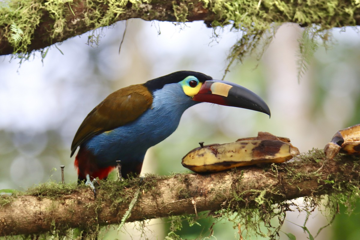 Plate-billed Mountain-Toucan - ML623704877