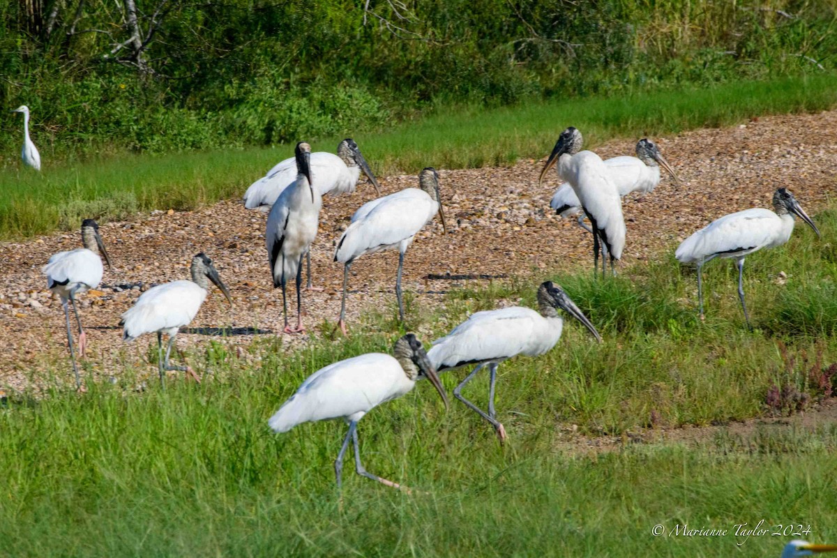 Wood Stork - Marianne Taylor