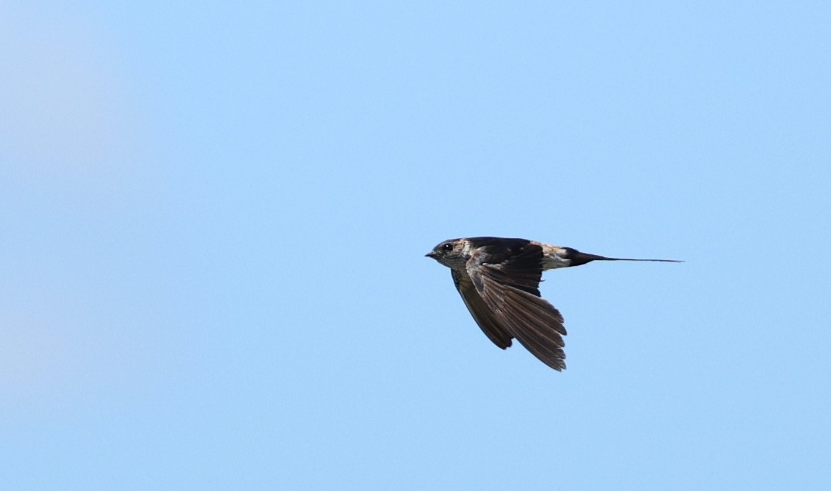 Red-rumped Swallow - ML623704907