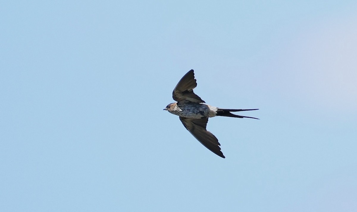 Red-rumped Swallow - ML623704908