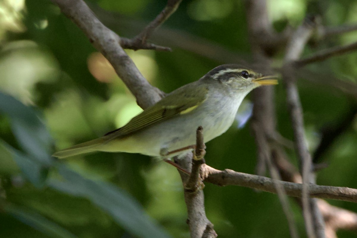 Eastern Crowned Warbler - ML623704910