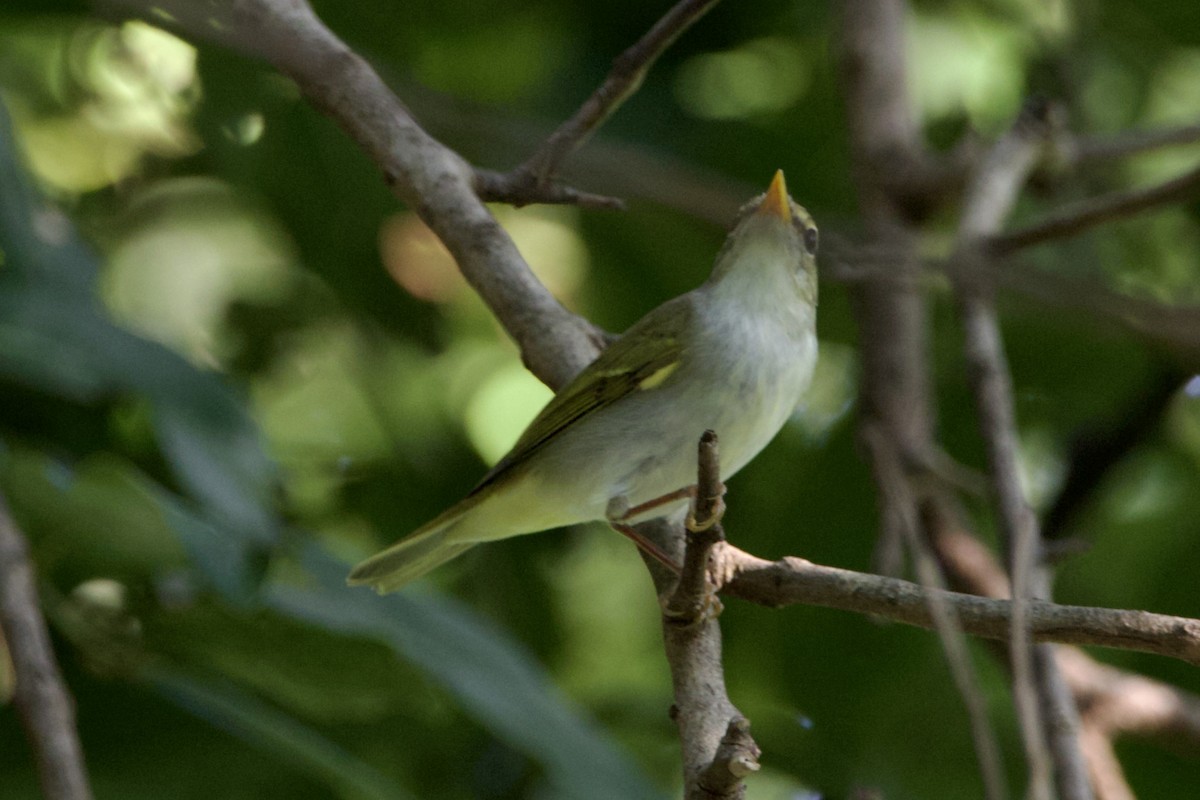 Eastern Crowned Warbler - ML623704911