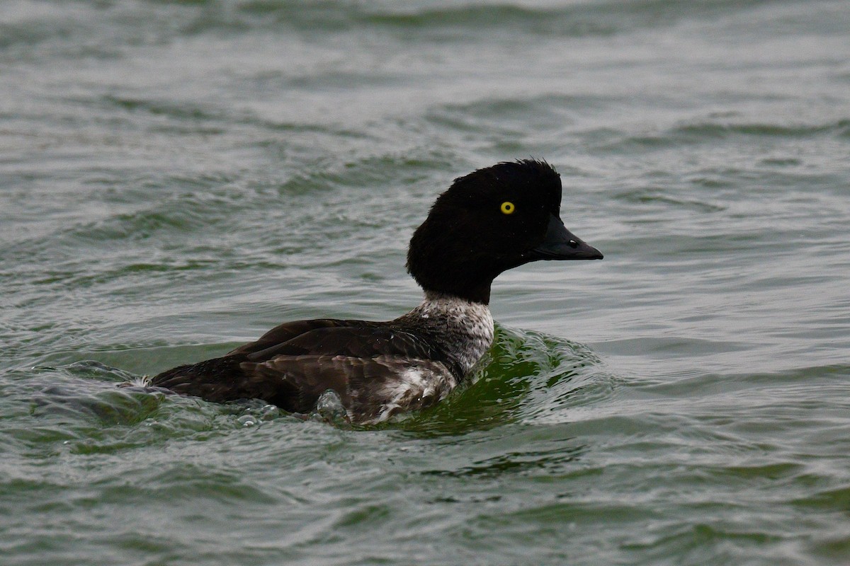 Barrow's Goldeneye - ML623704912