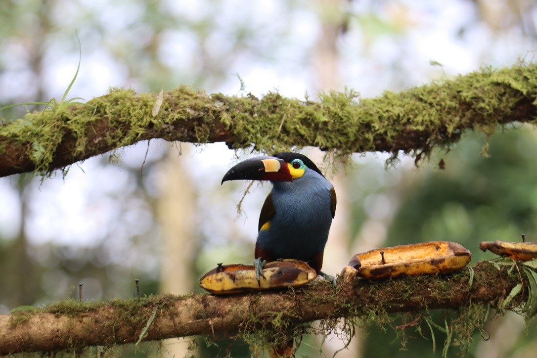 Plate-billed Mountain-Toucan - ML623704932