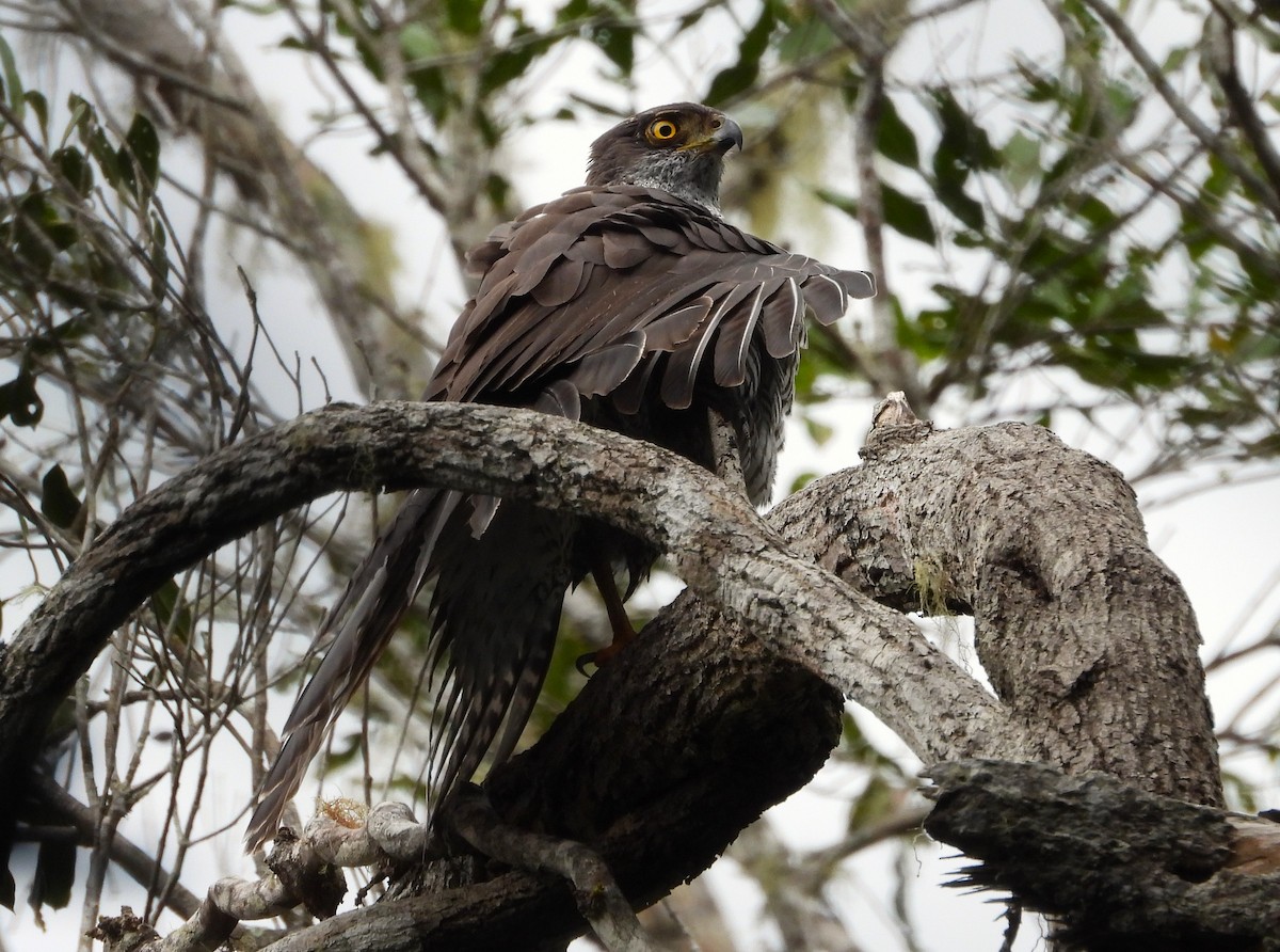 Henst's Goshawk - ML623704937