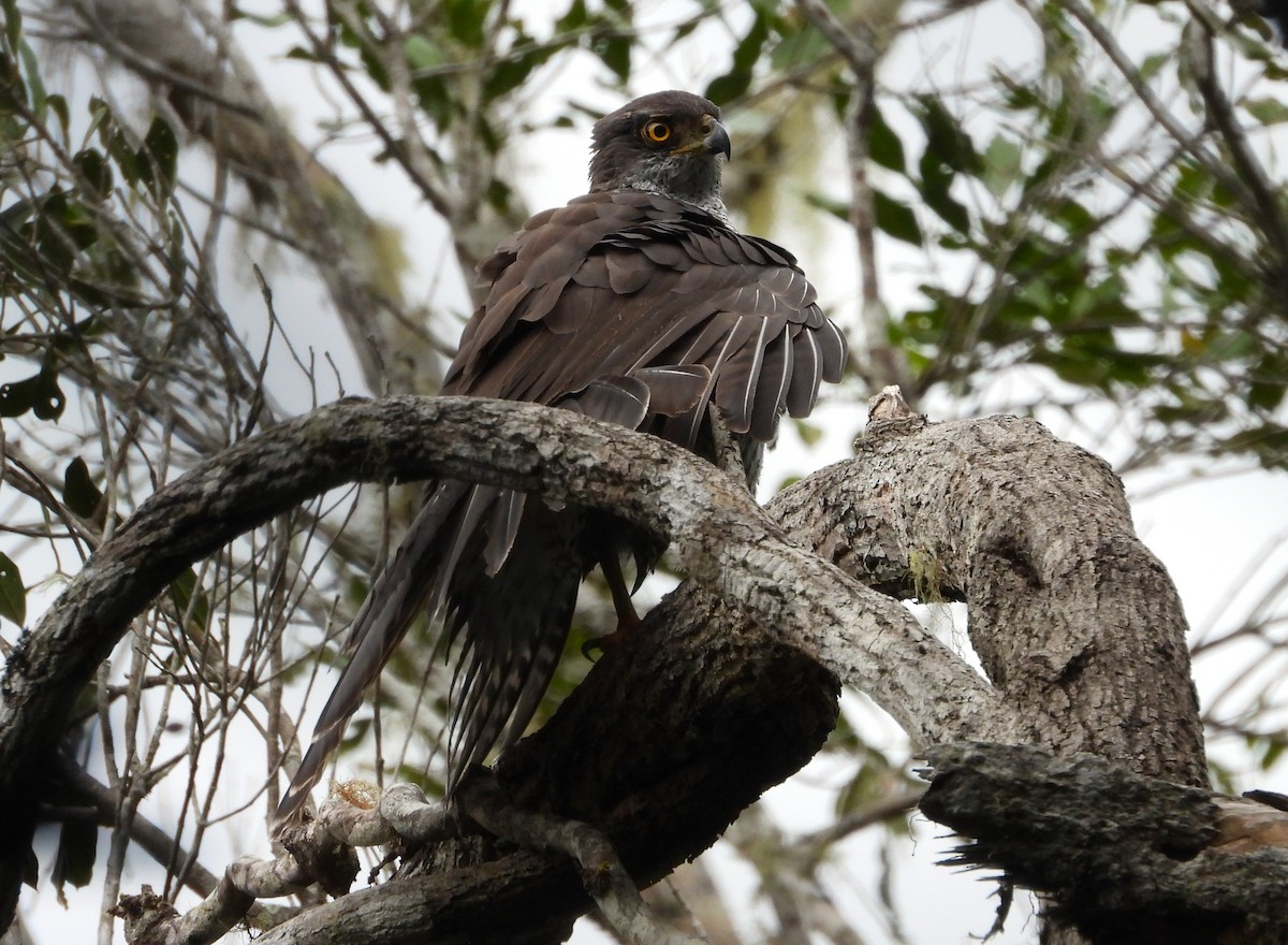 Henst's Goshawk - ML623704938